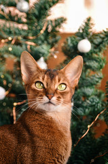 Naklejka na ściany i meble Funny Abyssinian cat next to decorated Christmas tree with garland lights.