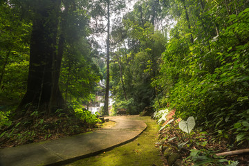 Obraz premium Pavement in the jungle, green foliage
