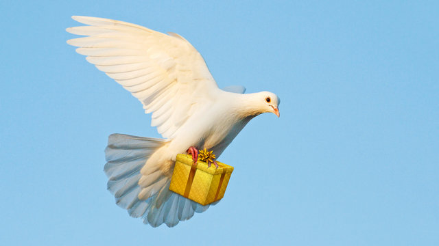 white dove carries a gift for the feast