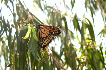 A union captured in time, during spring in Western Australia. Expressed by two individual butterfly's traveling through life as the universe intended, for a moment merge and become one butterfly. 