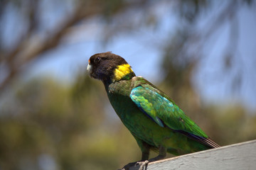 A lone bird sitting as the world as he knows it slowly fades