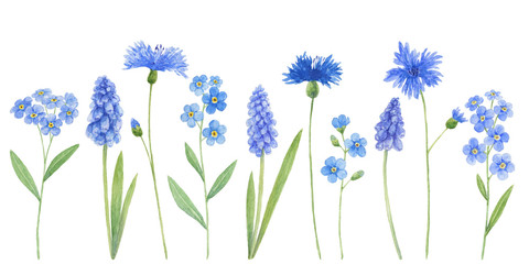 Watercolor wild field blue flowers isolated on white background - muscari, cornflower, forget-me. Botanical illustration