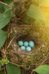 Five blue eggs in the nest in nature in green leaves closeup	 in sunlight