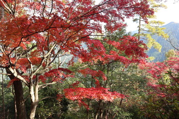 吉野山　紅葉