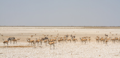 Panoramaaufnahme einer großen Gruppe von Antilopen an einem Wasserloch im Etosha Nationalpark, Namibia