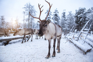 Troupeau de rennes, en hiver, Laponie, Finlande du Nord