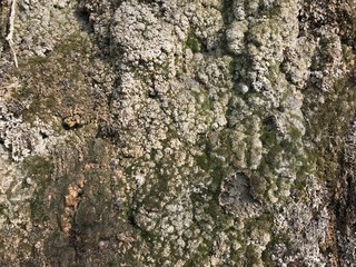 bark of a tree