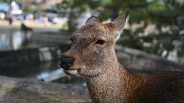 to notice deer