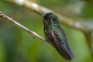 Beautiful Hummingbird. Monteverde. Curi Cancha National Park. Costa Rica