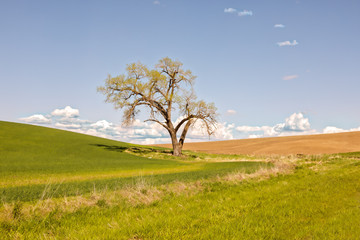 Fototapeta premium Lone tree in field in the Palouse, a vast farming region in eastern Washington