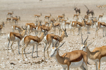 Große Gruppe von Antilopen (Springböcke) an einem Wasserloch im Etosha Nationalpark, Namibia