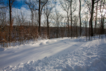 Sunset in a winter forest.