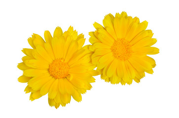 Flowers of marigold 3
