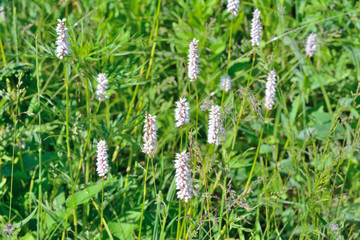 Medicinal herb bistort (Bistorta pacifica) 8