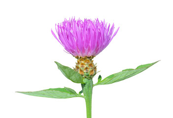 Medicinal herb (Rhaponticum carthamoides) 3