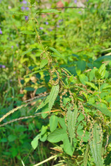 Blooming nettle 1