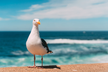 seagull on the beach - Powered by Adobe