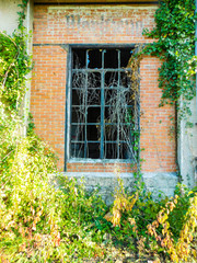 Vieille fenêtre noire aux vitres cassées se faisant gagnée par la végétation, mur de brique et lierre
