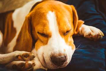 Adorable Beagle dog sleeping on couch. Canine background. Lazy rainy day on couch