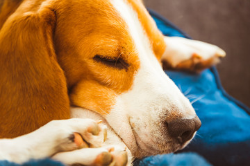 Adorable Beagle dog sleeping on couch. Canine background. Lazy rainy day on couch