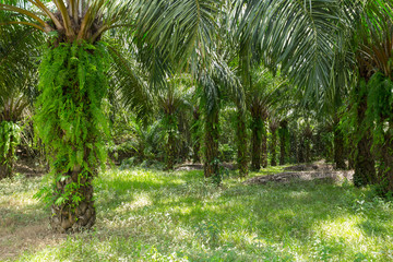 Palm grove in eastern asia