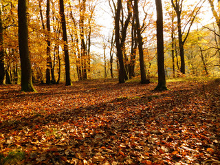 Forêt en automne avec grand troncs sombres et feuilles dorées dans les arbres et feuilles mortes...