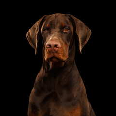 Fototapeta premium Portrait of Brown Doberman Dog looks Adorable on isolated Black background