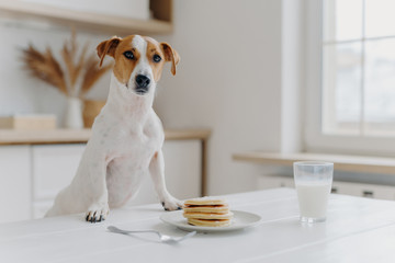 Jack russell terrier keeps both paws on table with pancakes, glass of milk, poses against kitchen...
