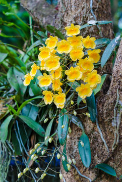 Dendrobium lindleyi, orchid flower