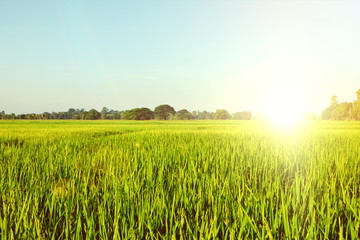 Obraz premium Beautiful summer field with green grass.