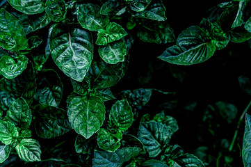 Dark green foliage of a healthy plant with raindrops. Green leaf with water drops for background	