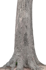 Tree trunk isolated on white background. This has clipping path. © yotrakbutda