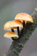 Flammulina velutipes, known as enokitake, futu, seafood mushroom, winter mushroom, winter fungus, velvet foot, velvet stem, velvet shank, growing wild in Finland