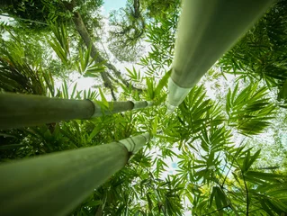 Zelfklevend Fotobehang Bamboo forest from bottom upwards © VUSPhotography.com
