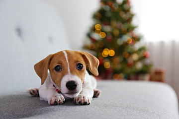 Adorable little puppy of jack russell terrier as holiday present.