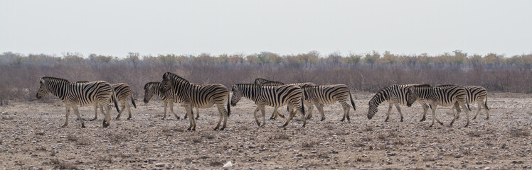 Fototapeta na wymiar Panorama einer Herde Zebras im dürren Grasland, Etosha Nationalpark, Namibia, Afrika