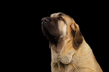 Portrait of Spanish Mastiff Dog Looking up on isolated Black Background