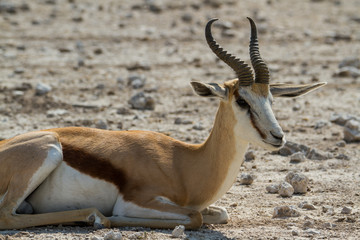 Liegender Springbock, Etosha Nationalpark, Namibia, Afrika