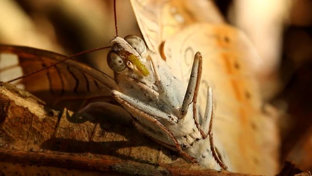 Butterfly holding branch , outdoor Chiangmai Thailand