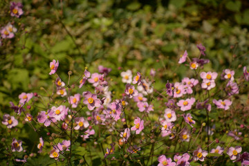 japanese anemone or Anemone hupehensis in flower, thimbleweed or windflower with yellow stamens and pink petals