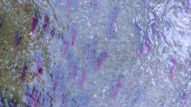 Big salmon caught on spinning. Salmon fishing by means of spinning on the river on the Kamchatka Peninsula. Russia, August2018