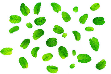 Fresh mint leaves pattern isolated on white background.