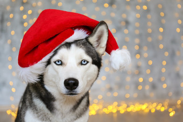 Black and white siberian husky on Christmas eve concept. Adorable doggy wearing santa claus hat,...