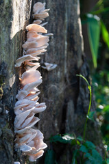 Wild mushroom is spreading its spore