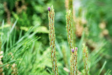 Fototapeta premium Close-up of beautiful miniature purple female pine cones on long shoots Pinus densiflora Umbraculifera in spring garden. Nature concept for design. Selective focus