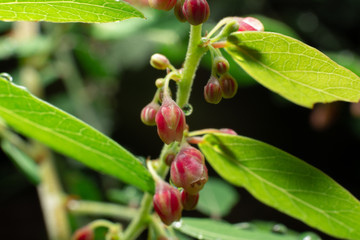 closeup beautiful and fresh fruits of Bilimbing.