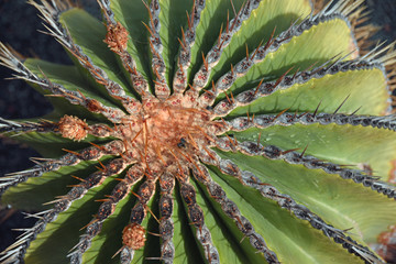 Naklejka na ściany i meble Close up of Ferocactus Schwarzii, native to Mexico