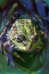 Wasserfrosch oder Teichfrosch (Pelophylax esculentus)