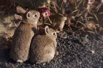 Obraz premium Wildkaninchen (Oryctolagus cuniculus) Jungtier, Kanaren, Spanien, Europa 