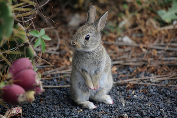 Wildkaninchen (Oryctolagus cuniculus) Jungtier, Kanaren, Spanien, Europa 